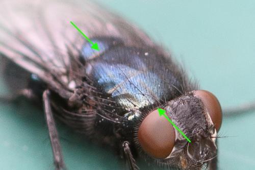 Protophormia terraenovae